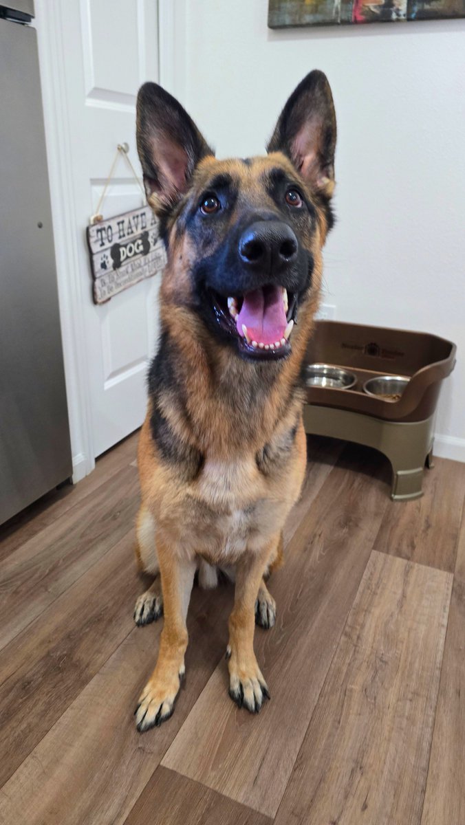 Enriqu3A's tweet photo. Luke 🐾🧡🐕‍🦺 https://t.co/iz5fz9QC3J