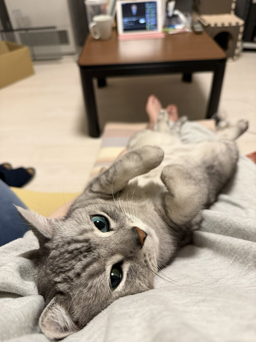 96_iori's tweet photo. ご飯食べたので、猫とスキンシップとってる🐱 https://t.co/VdFk2MIRmv