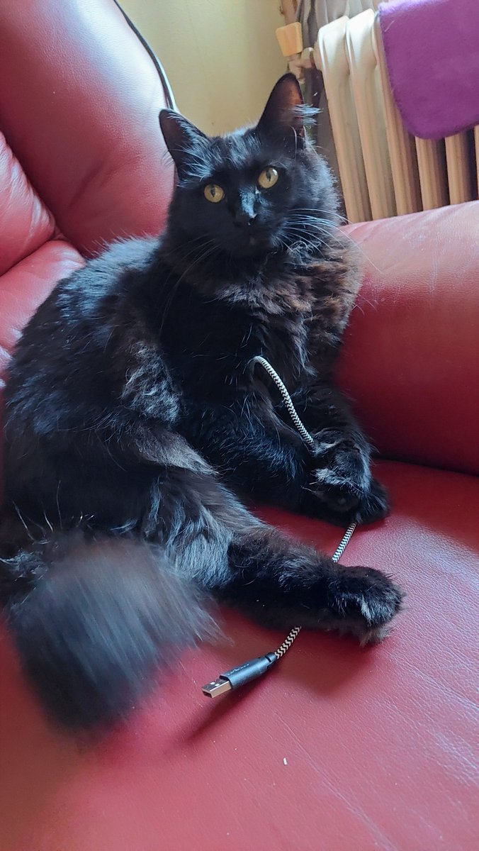 reetsjel's tweet photo. Looking innocent but don't be fooled; not her first charger cable.
#MondayMoments #BlackCat 
#31DaysOfHalloween #BlackCats
#Blackrocktober2026 #BlackCatsRock https://t.co/lh7mdx9Efs
