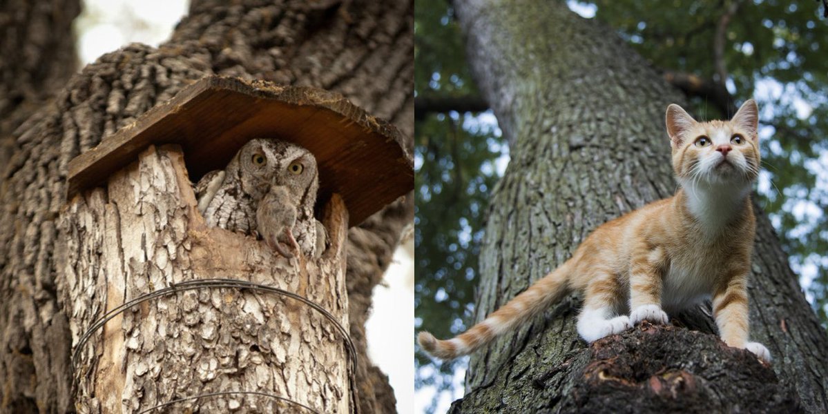 giveashitnature's tweet photo. I get asked this all the time. Let's bust the myth: putting up an owl box won't put your cat on the menu.

The owls most likely to move in are screech owls, which are about the size of a mourning dove. They eat mice, bugs, frogs, and lizards. Your cat likely outweighs one by more than 20 to 1.

The owl behind the scary stories is the great horned owl, and it doesn't use ordinary enclosed owl nest boxes. It prefers to take over old hawk nests or open platforms. 

Even then, most adult cats outweigh it, and attacks on pets from owls are rare enough that some biologists treat them as a sign of a desperate bird.

The cats to watch out for are kittens. The International Owl Center says pets under 5 pounds shouldn't be left outside unattended.

The biggest risk factor here is what outdoor cats can do to owls. Young owls leave the nest before they can fly well, and cats can and do kill them.

So put up the box and keep the cat in at night (or always). You'll be protecting your cat and the wildlife that calls your yard home.