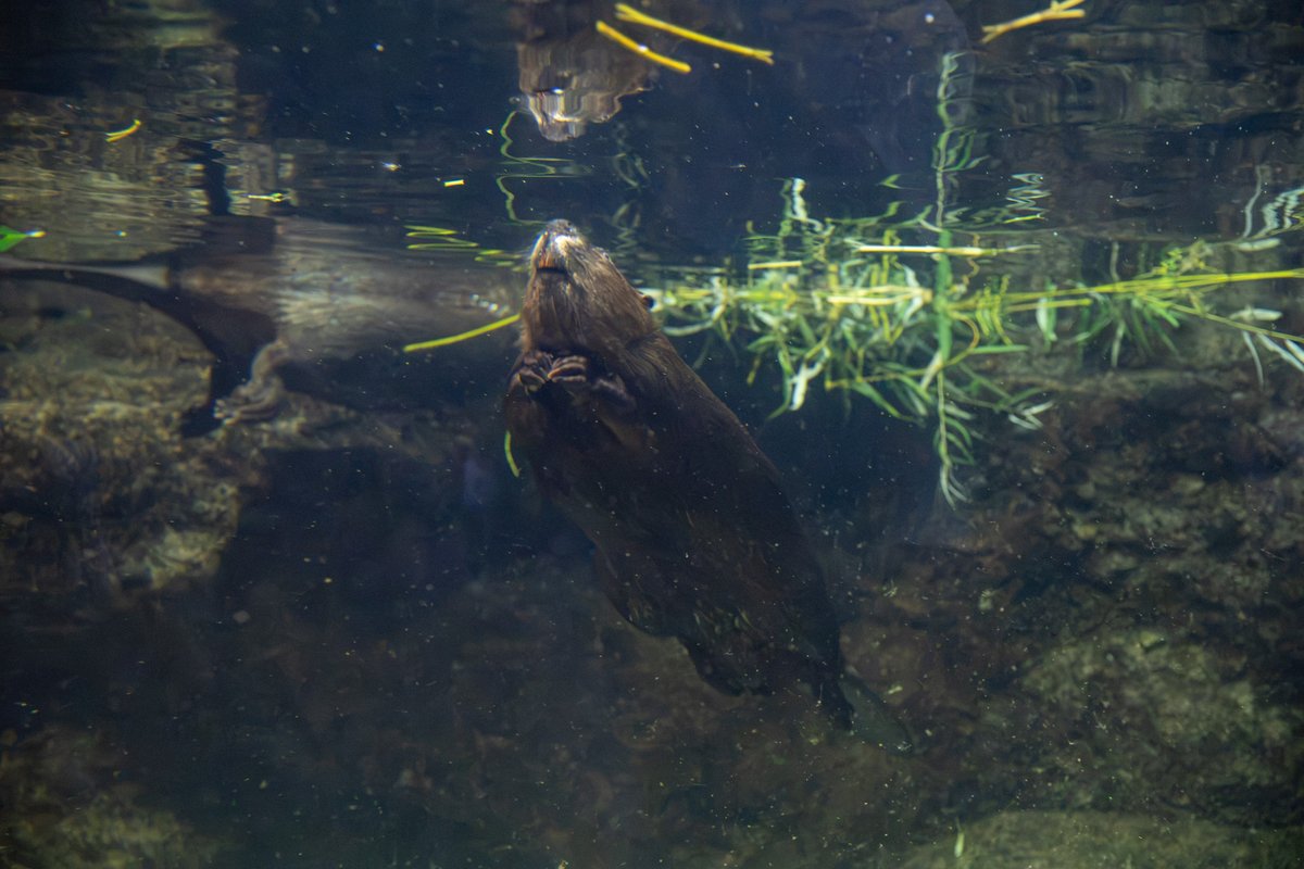 aonihikarete's tweet photo. アメリカビーバー
#マリンピア日本海 https://t.co/MD34l1jYl3