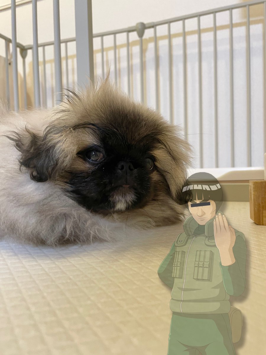 hogarakainu's tweet photo. 顔のお手入れをするとゲキマユになる犬

#ペキニーズ https://t.co/rT5jcRiOuw