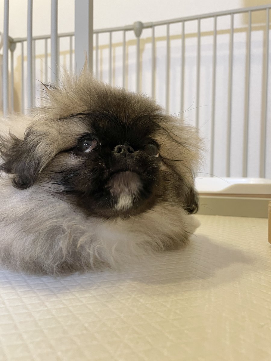 hogarakainu's tweet photo. 顔のお手入れをするとゲキマユになる犬

#ペキニーズ https://t.co/rT5jcRiOuw