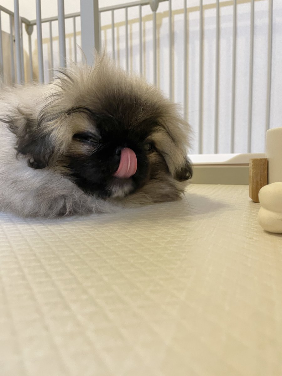 hogarakainu's tweet photo. 顔のお手入れをするとゲキマユになる犬

#ペキニーズ https://t.co/rT5jcRiOuw
