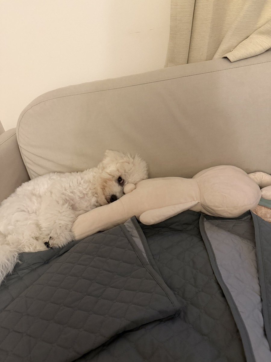 rorongaron_'s tweet photo. 末っ子の寝顔隠し撮り、バレました

#ビションフリーゼ
#犬好きな人と繋がりたい https://t.co/vtaOyDwLeu