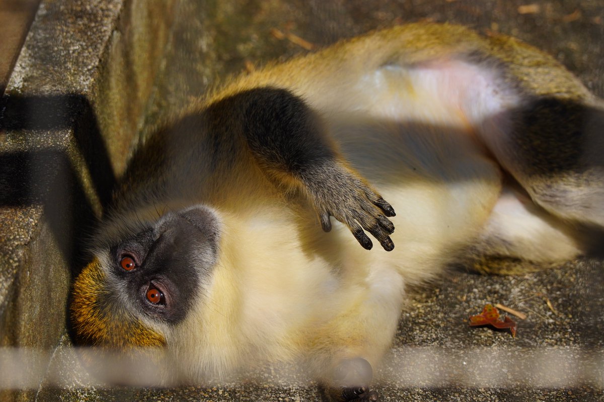 Adlin_ek's tweet photo. 動きのある動物をマニュアルフォーカスで合わせにいくの結構大変 https://t.co/dpaagFVeKv