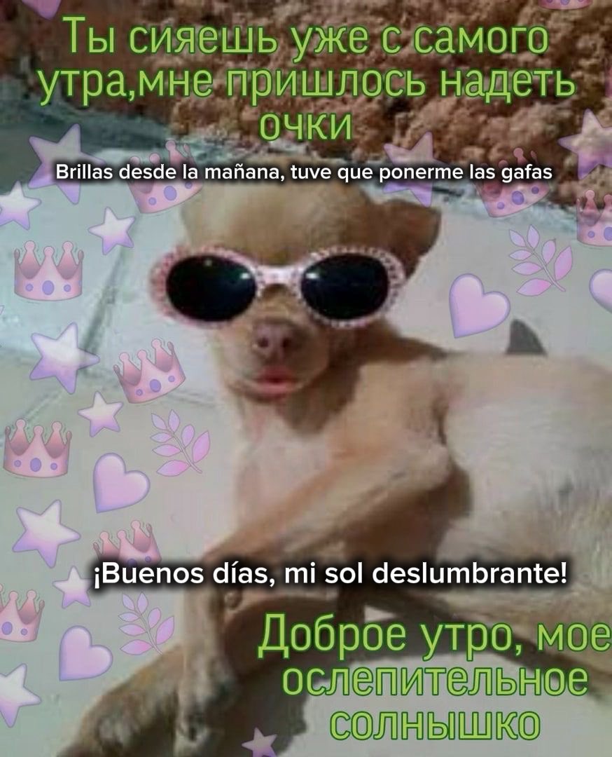 Ksushatvh's tweet photo. мои мексиканские бейби начинают просыпаться! 
любимые мои, желаю вам хорошего дня💃✨☀️❤️

¡Buenos días!🫂 https://t.co/Dz8vKCo5p8