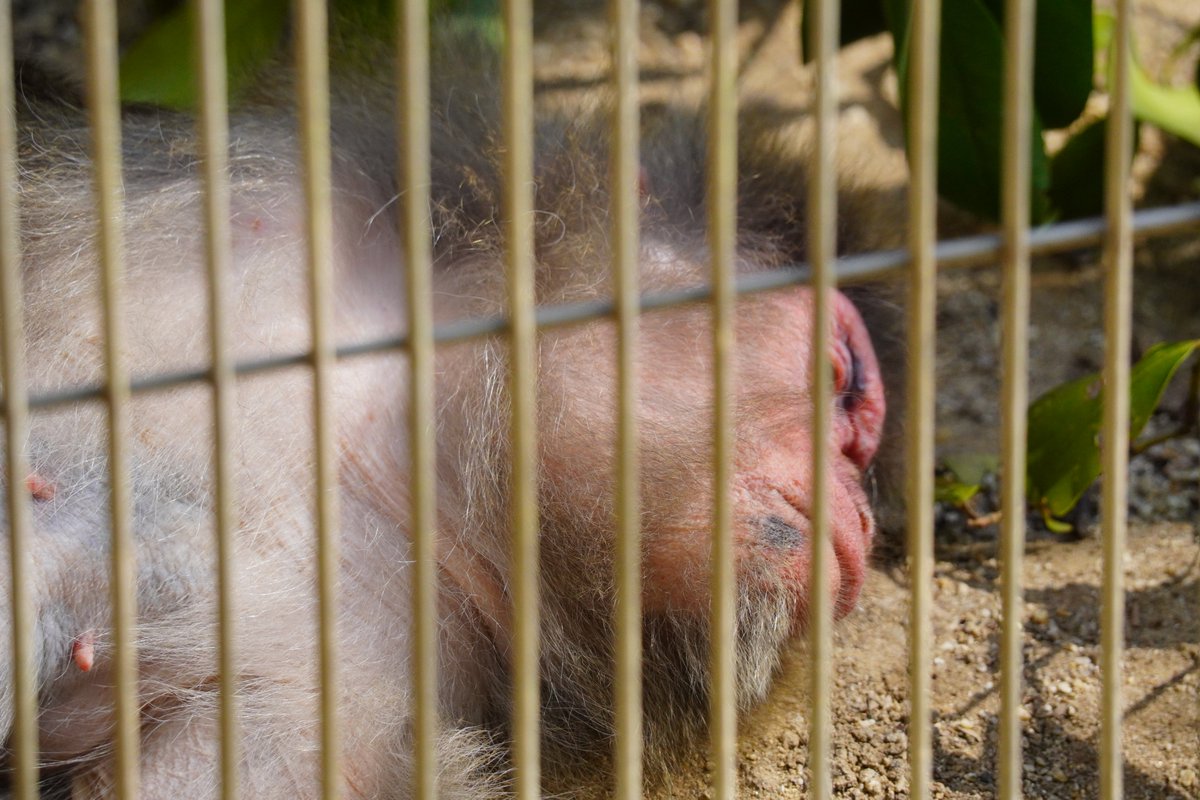 Adlin_ek's tweet photo. 動きのある動物をマニュアルフォーカスで合わせにいくの結構大変 https://t.co/dpaagFVeKv