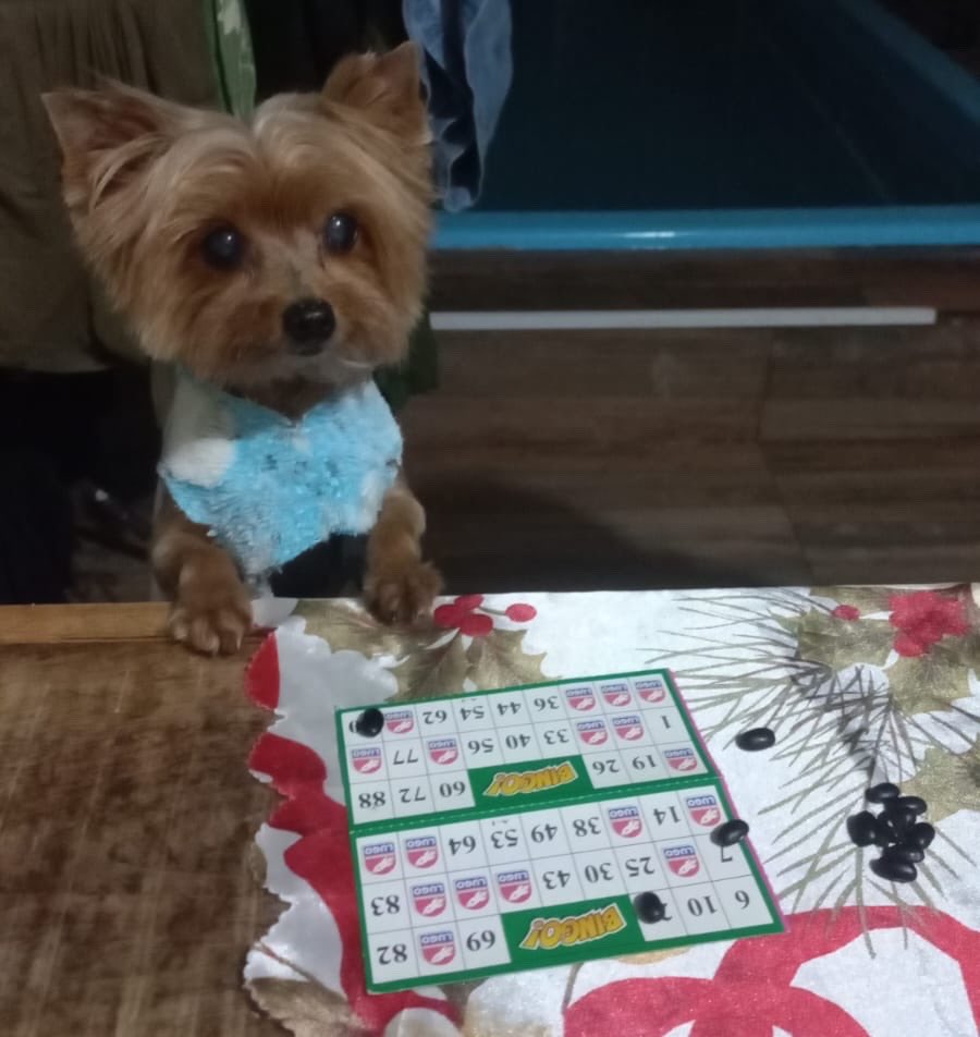 kebyonica's tweet photo. gente hoje a >ESTRELA< faz >13< anos
cade os feliz aniversário dela https://t.co/cfWAa07BJ6