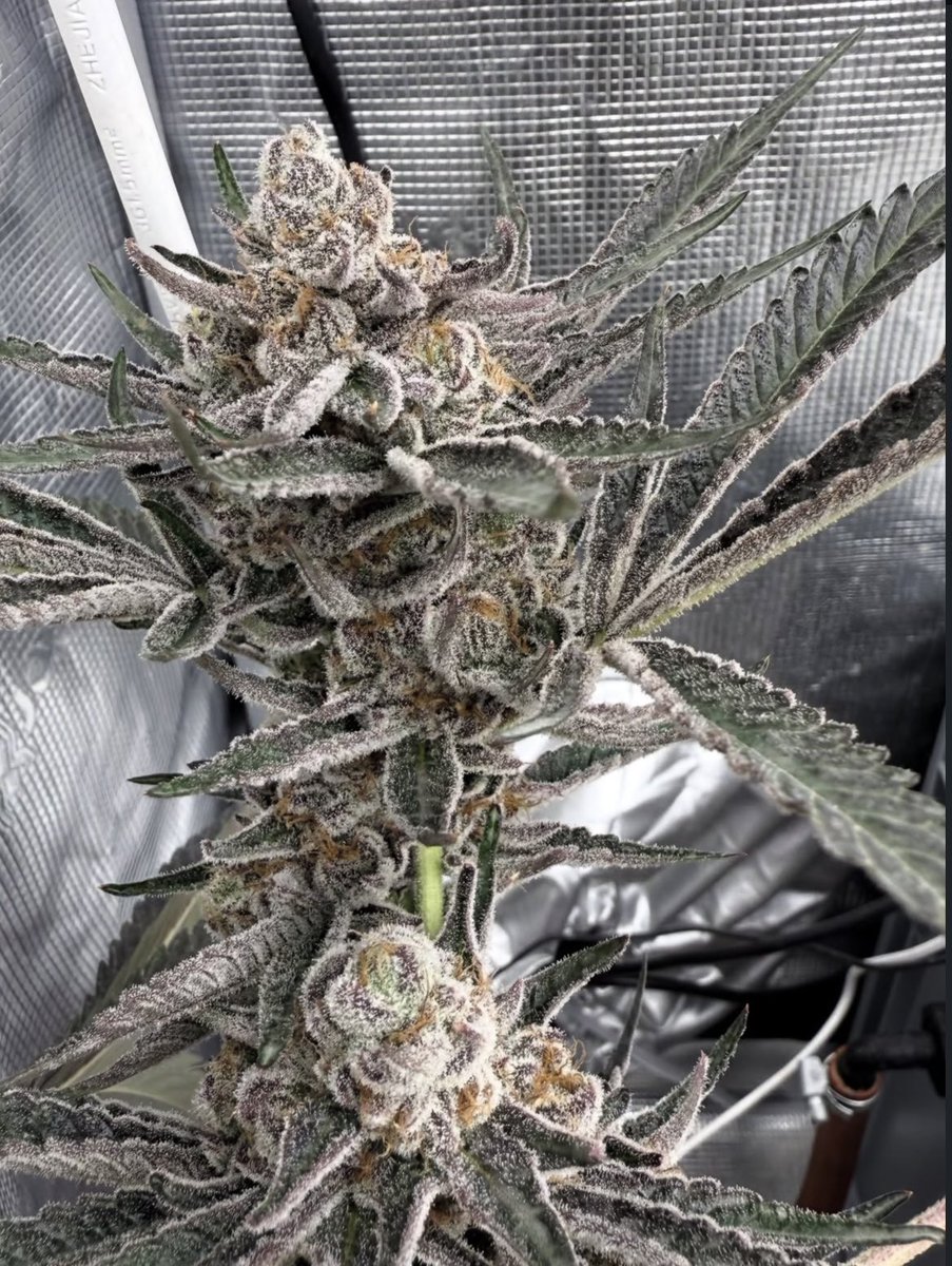 HickswayFLW's tweet photo. Permanent Chimera #35
Last 5-6 Days before harvest Grown in 3,5L Coco Handwatering also https://t.co/v5xfseG2wi