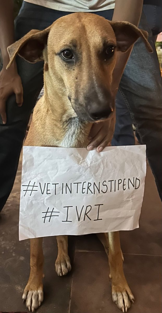 swarnankasilent's tweet photo. She has solidarity for us, the veterinarians. She said that our disrespectful wages are also disrespectful for them. She also said us to reshare the post as much as you can!

@icarindia @ChouhanShivraj @OfficeofSSC @PMOIndia @IndianExpress @LalanSingh_1 #ivriinternstipend https://t.co/FNJ1092GfK