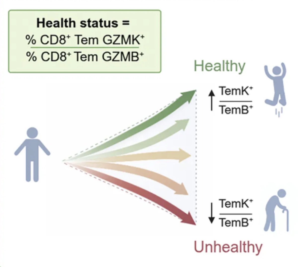 EricTopol's tweet photo. Unraveling the immune system's role in our healthspan 
Breaking down a seminal study just published @ImmunityCP 
 https://t.co/f4A7LaN4Wf https://t.co/OXCdI7WRB9
