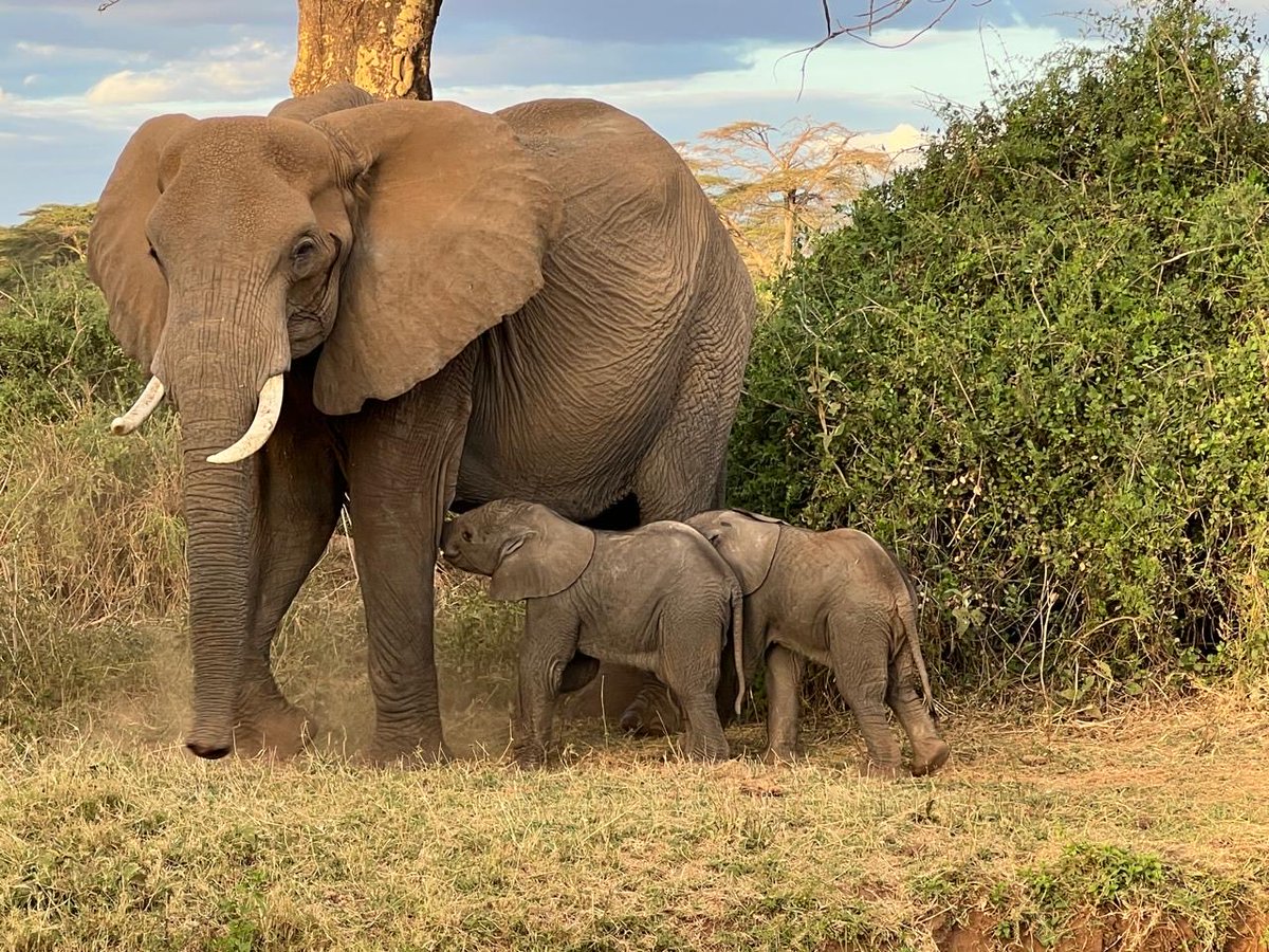 ElephantTrust's tweet photo. Happy news from Amboseli: Twain of the TC family has given birth to twins, a rare event in elephants. We are thankful to the team from Angama in Kimana for the sighting. https://t.co/n943rI2HHi