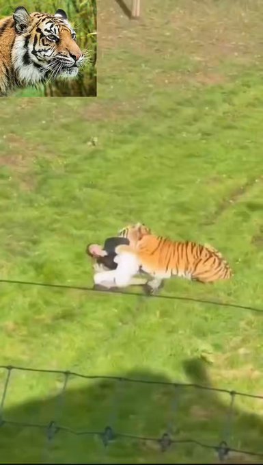 HannahM1008339's tweet photo. Never mess with a tiger or a lion. 🐅🦁 They are wild predators, and they show no mercy.

tiger video
yorkshire tiger attack
tiger attack video
https://t.co/GXJO5P6dcx https://t.co/NxY2Yi0Q1c