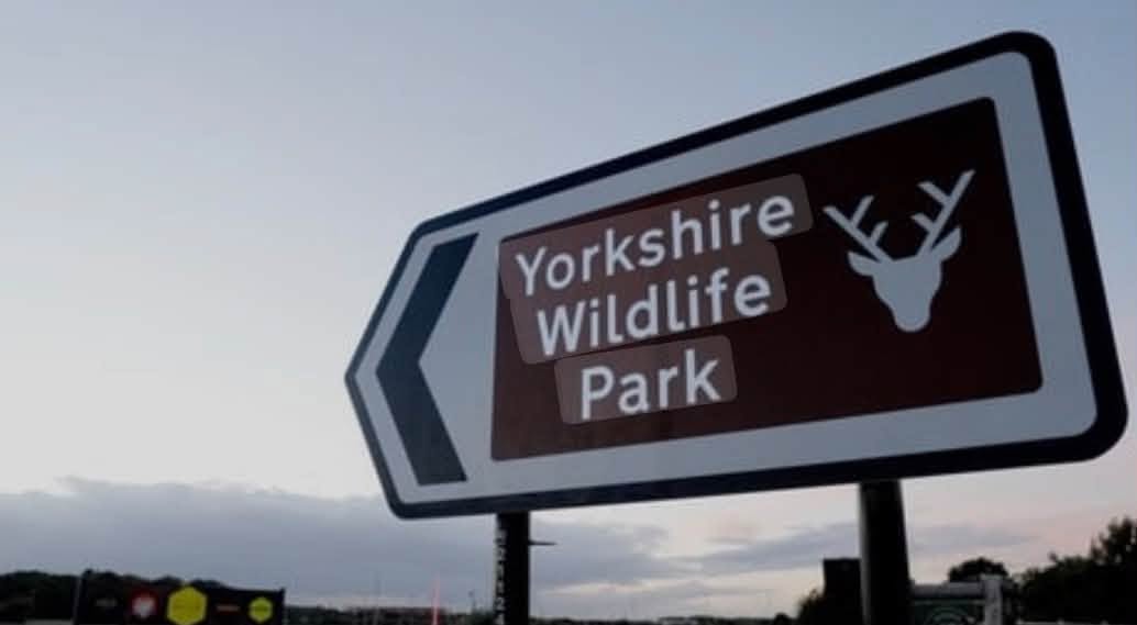 wynneflh's tweet photo. WHAT WAS HE THINKING?
A man died yesterday after he entered the tiger enclosure at a wildlife park in northern England and was attacked by one of the animals.
Emergency medical personnel responded to the Yorkshire Wildlife Park after the incident, but the victim died at the scene.
A police spokesperson said the tiger attacked the man and inflicted “serious injury”.
“Emergency services attended and sadly, despite the best efforts of medical personnel, the man was pronounced dead at the scene,” they added.
“Regarding rumours surrounding the condition of the tiger, the animal was uninjured and remained in the enclosure following the incident and there is no wider risk to the public.”
Okay, this is awful.
Such a shame the man died.
But he — for whatever reason — decided to jump in with the tiger.
Authorites have not said, but there have been some reports that the man may have been autistic or with special needs.
If so, he may not have recognized the danger.
Did he have caretakers?
Witnesses told the Manchester Evening News the man had been "dancing happily with AirPods in" before scaling down a fence, seemingly "wanting to play" with the endangered big cat.
Regardless, there should be NO repercussions for the tiger for doing what tigers do.
And, fortunately, that appears to be the case … the tiger remains in the enclosure.
AGAIN, VERY SAD AND UNFORTUNATE.