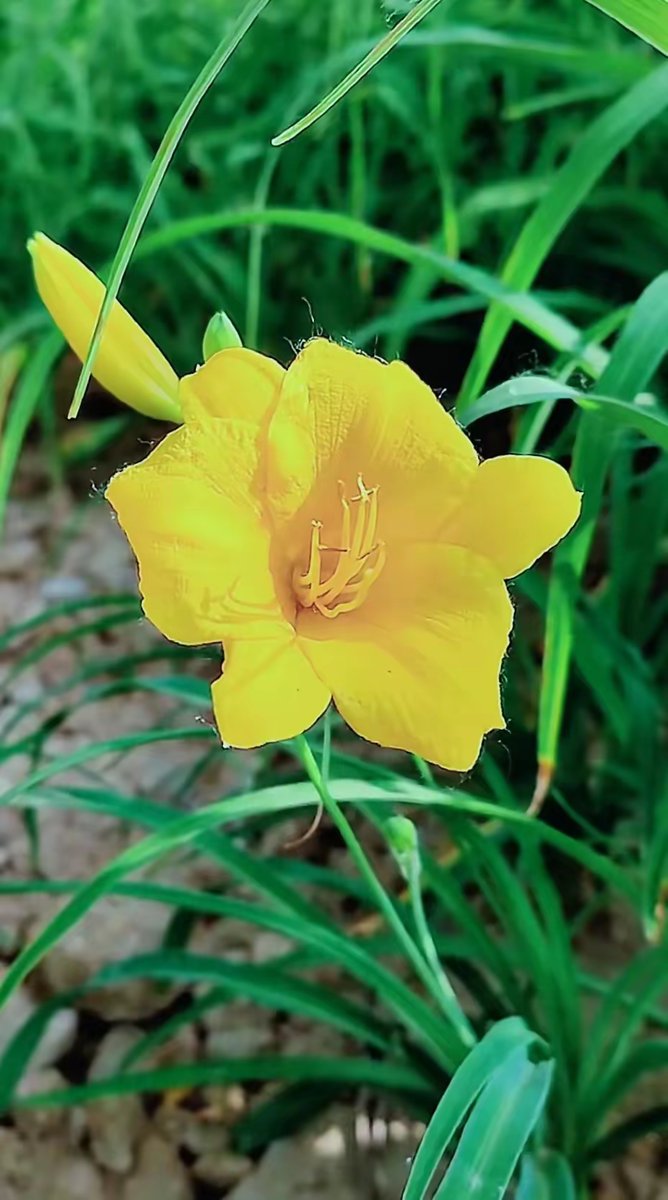 ryu95969046's tweet photo. [沮敌每饶芳の花が咲く季節、心に温かさが広がる] https://t.co/KqQcyhjAEf
