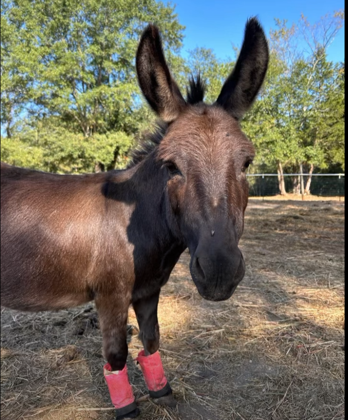 helpAngelique's tweet photo. They have taken this beautiful soul from us. 

We need to support Angelique's family, together as a community

Let's show the world what we can do, and how much good we can bring as a community. https://t.co/47lSm7YsN3