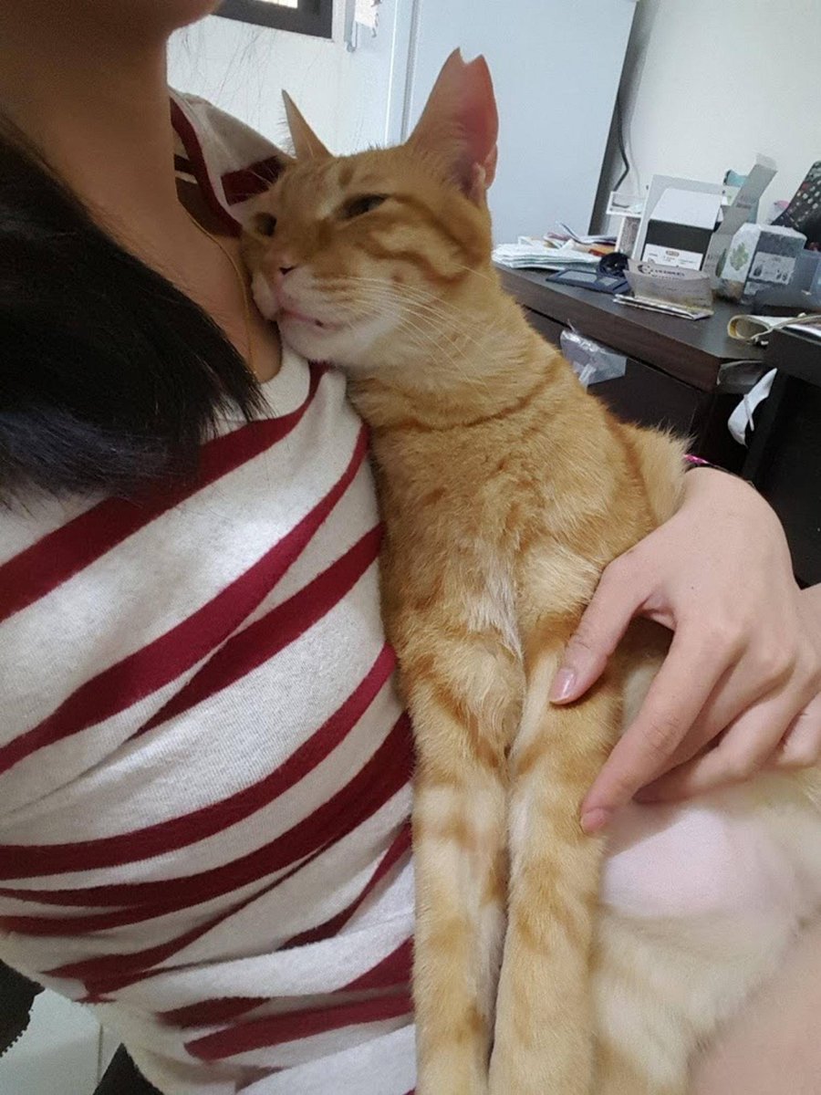 roka1092's tweet photo. [今日は銃を持ったギャルが可愛い猫を連れて、路上でパンを配ってるのを見た。蓉ちゃんに似てると思ったら、彼女も同じ匂いがする！] https://t.co/BuEFkIdJMY