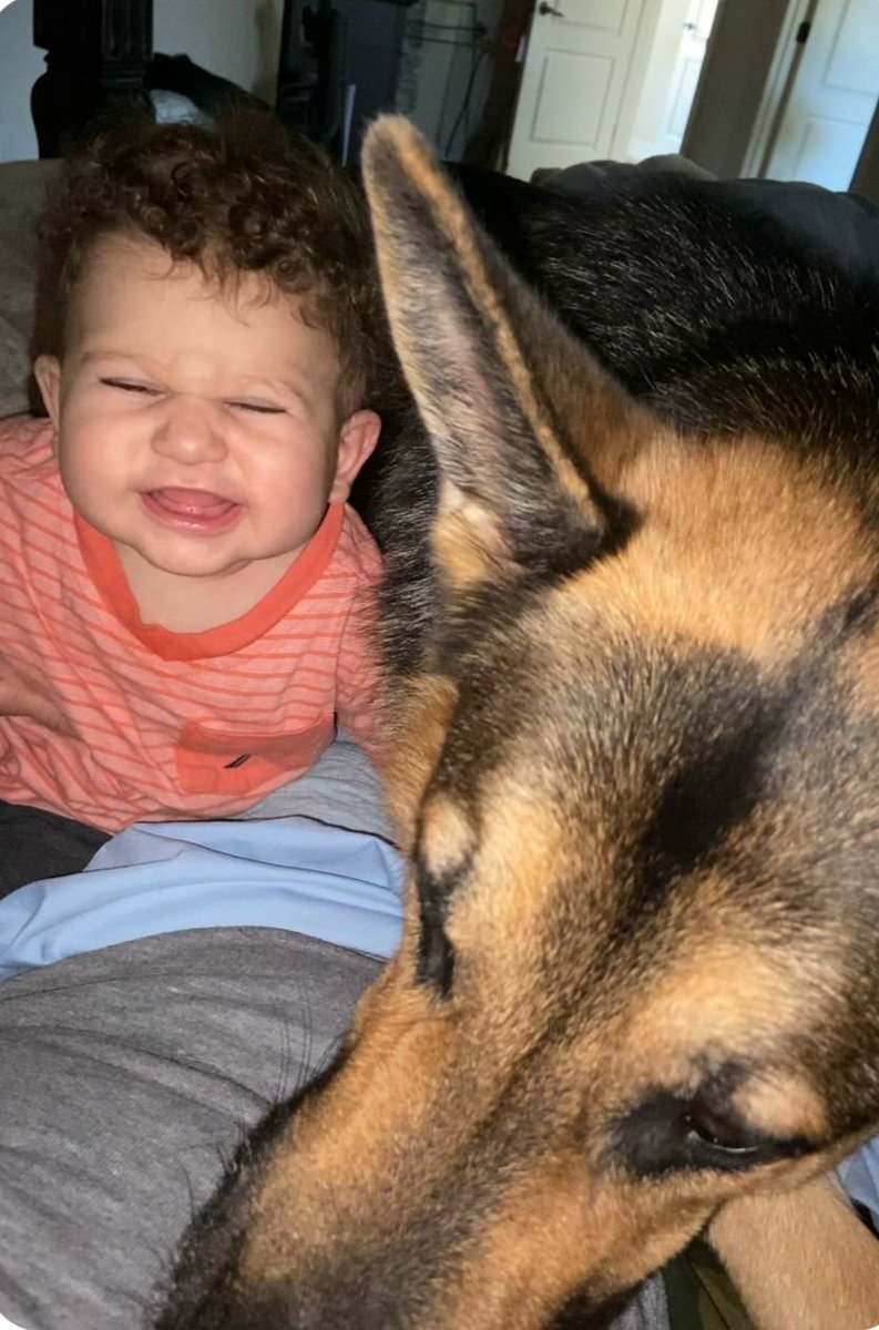 GermanSheprdMom's tweet photo. One wants attention. 

The other one just wants five minutes of peace. https://t.co/iCpOGeBCP9