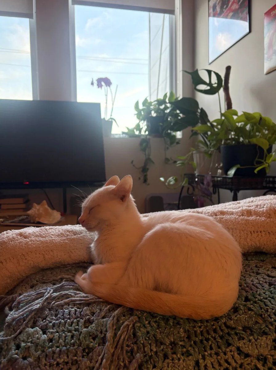 RockvalePaw's tweet photo. I was gonna sit there but apparently it's Caturday now https://t.co/q36voxI8Zn