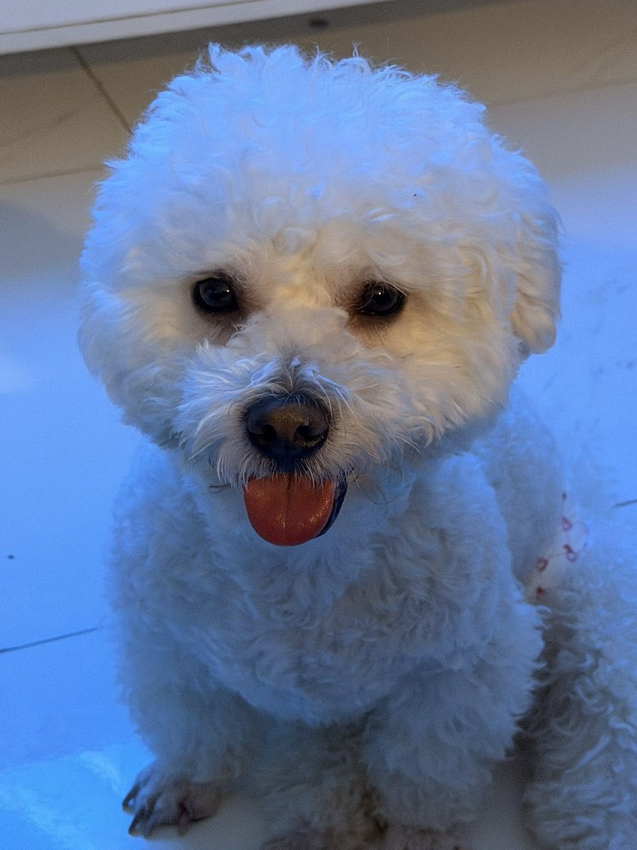 AdichoYam's tweet photo. Hello, Can we ask for a red heart? My mom said we need lots of it so we can have lots of treats, new toys, new clothes, diapers and vitamins. https://t.co/YMQC8Jeb8o