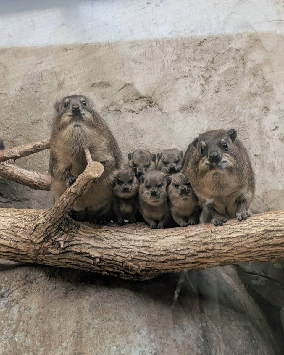 calgaryzoo's tweet photo. Everyone squish in - it's family photo time! 📸

Stop by the African Savannah Building to visit our rock hyrax colony! 🥰

#YourZooYYC https://t.co/XShfCy9Kp9