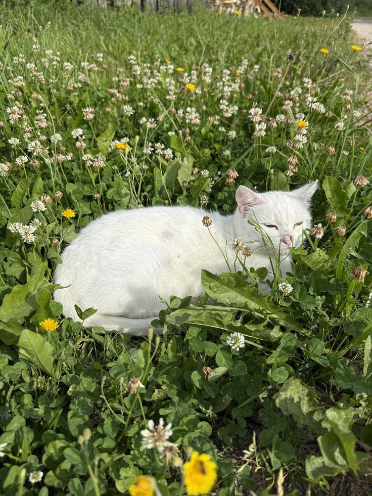 PaulDallas3xce's tweet photo. My beautiful cats Tesla https://t.co/GC64rITLr2