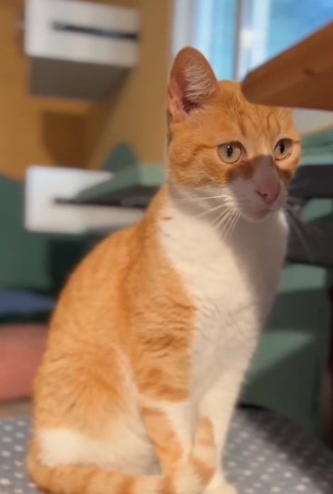 refugioescuela's tweet photo. Billy 😻💔 tiene 5 años y lleva 4 en el refugio sin que nadie pregunte por él. Era tímido y ahora es cariñoso, sociable y curioso. Se lleva bien con otros gatos. Busca familia en Sevilla.

📩 gatos@elrefugioescuela.com
🔗 https://t.co/Fgpn0Vv3wx https://t.co/pfg1EUoRNr