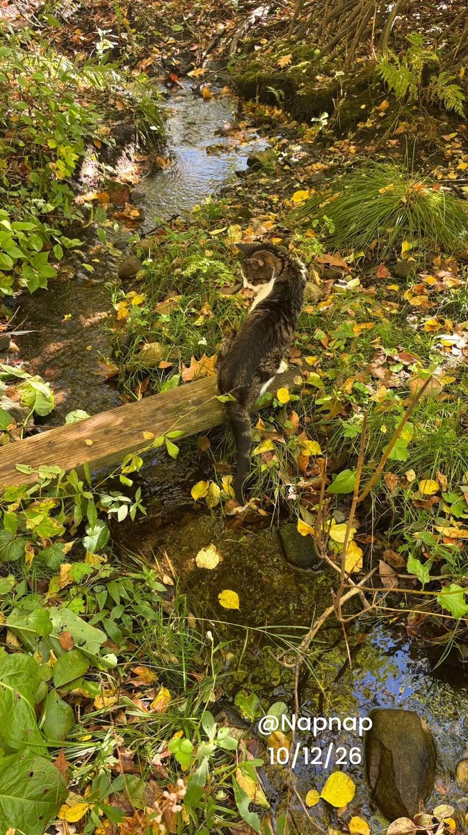 Jaq8l's tweet photo. Napnap got to go on a birthday hike! 😻🌳🐾 Such a beautiful day to explore his kingdom, with some zoom zooms along the way! 😸🤭☀️💚🎂

We also have a bunch of videos to share, so stay tuned! 😻🎥💕 https://t.co/8LbUUSu5hq