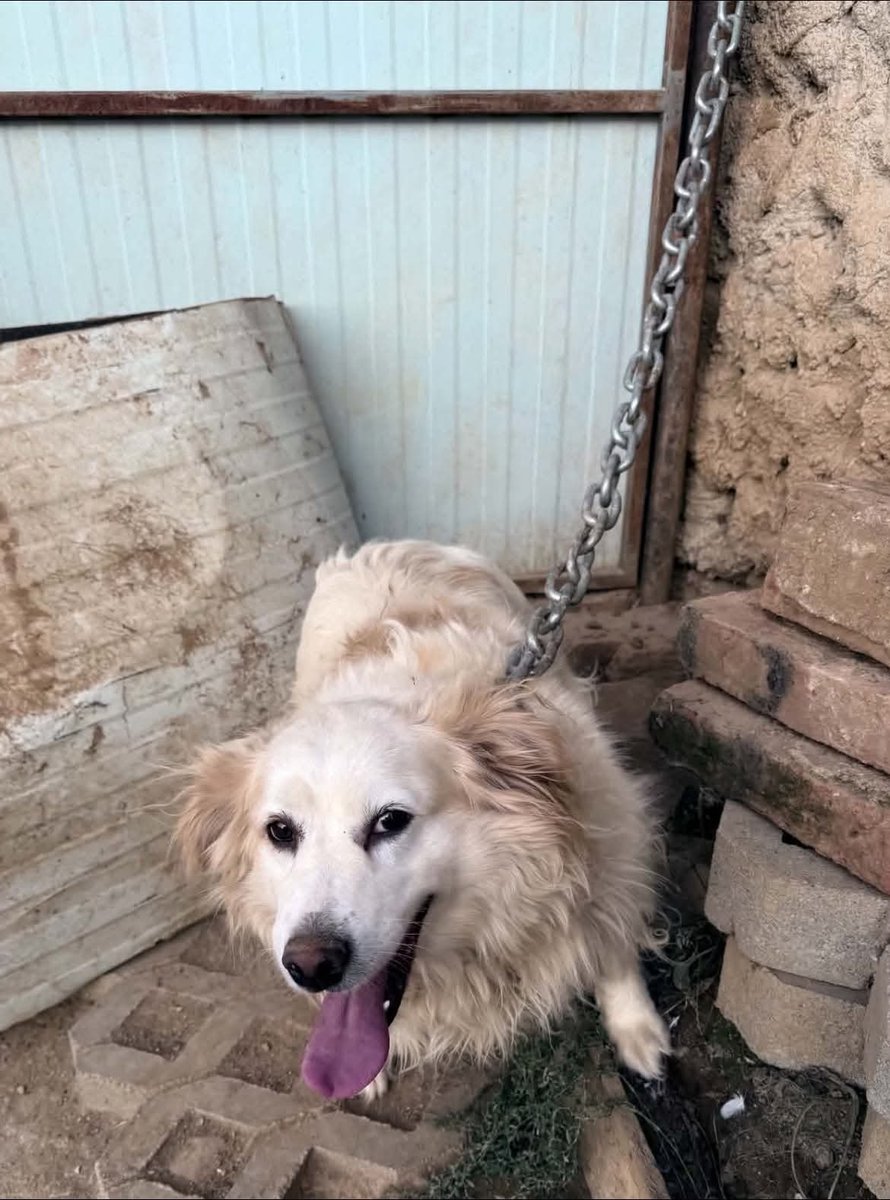 SCD_Rescue's tweet photo. 💔URGENT APPEAL FOR HELP💔

We have been asked by our rescuer if we can help this poor older girl💔

Sadly her owner died and the son has tied her up outside and won’t let her back in the house - she is approx 9 and now when she should be enjoying comfort in her older years, she is not only grieving her owner, but has now been tied up outside on a chain😡💔

The amount of cries for help we are getting lately is heartbreaking and sadly we have had to slow down how many we can help due to lack of funds 💔

We are sadly unable to help any more dogs unless full funds are raised as sadly our emergency funds pot no longer exists 💔

Please if anyone can help please use Ref: HELP

Bank and PayPal Details

https://t.co/gE53QnoSCO

Bank details:

Name: Second Chance Dog Rescue CIC
Account Number: 53479449
Sort Code: 608371

Thank you so much everyone for your help as always ❤️‍🩹❤️‍🩹