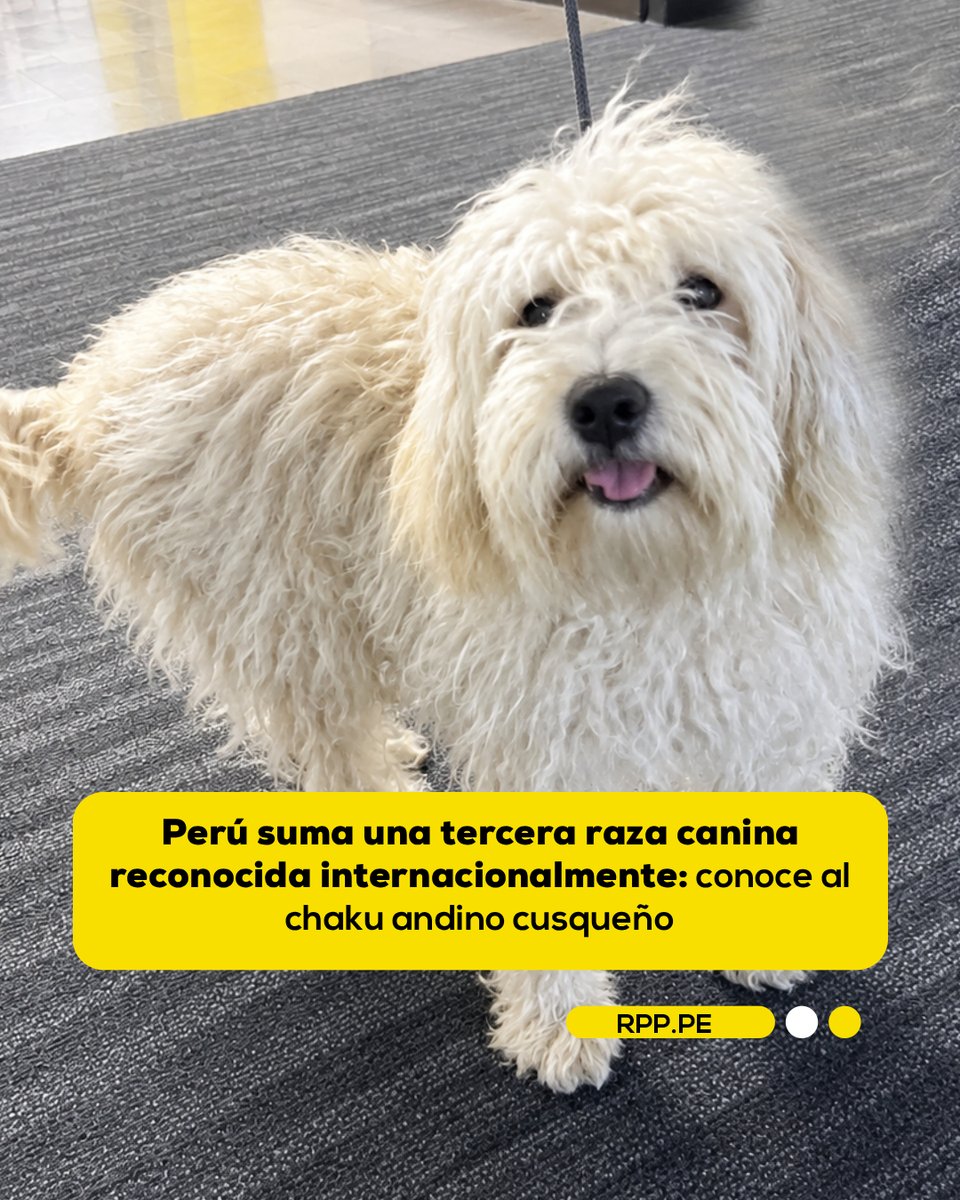 RPPNoticias's tweet photo. 🚨🐶 El chaku andino cuzqueño fue reconocido como la tercera raza canina peruana a nivel internacional. Jaime Rodríguez Valencia, presidente de la Asociación Canófila Peruana, destacó su tradición como perro de pastoreo en zonas altoandinas y pidió apoyo para identificar y registrar ejemplares, a fin de preservar sus características y evitar su desaparición.

➡️ Más información aquí: https://t.co/58huiZ6btf