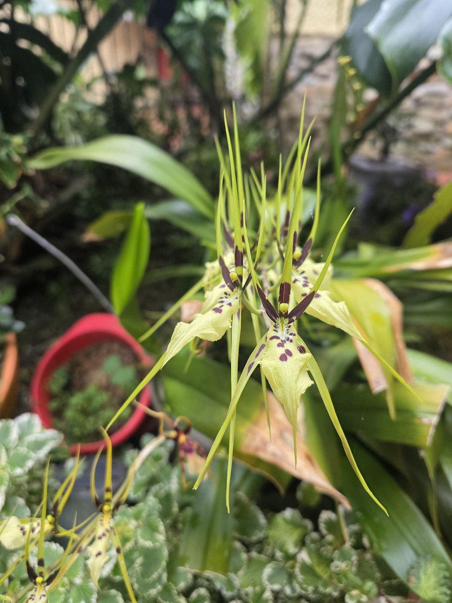 cuzy317's tweet photo. Orquídea araña!
Absolutamente preciosa

Feliz dia amig@s 

#orquidea #orchid https://t.co/5DEx8On7oX