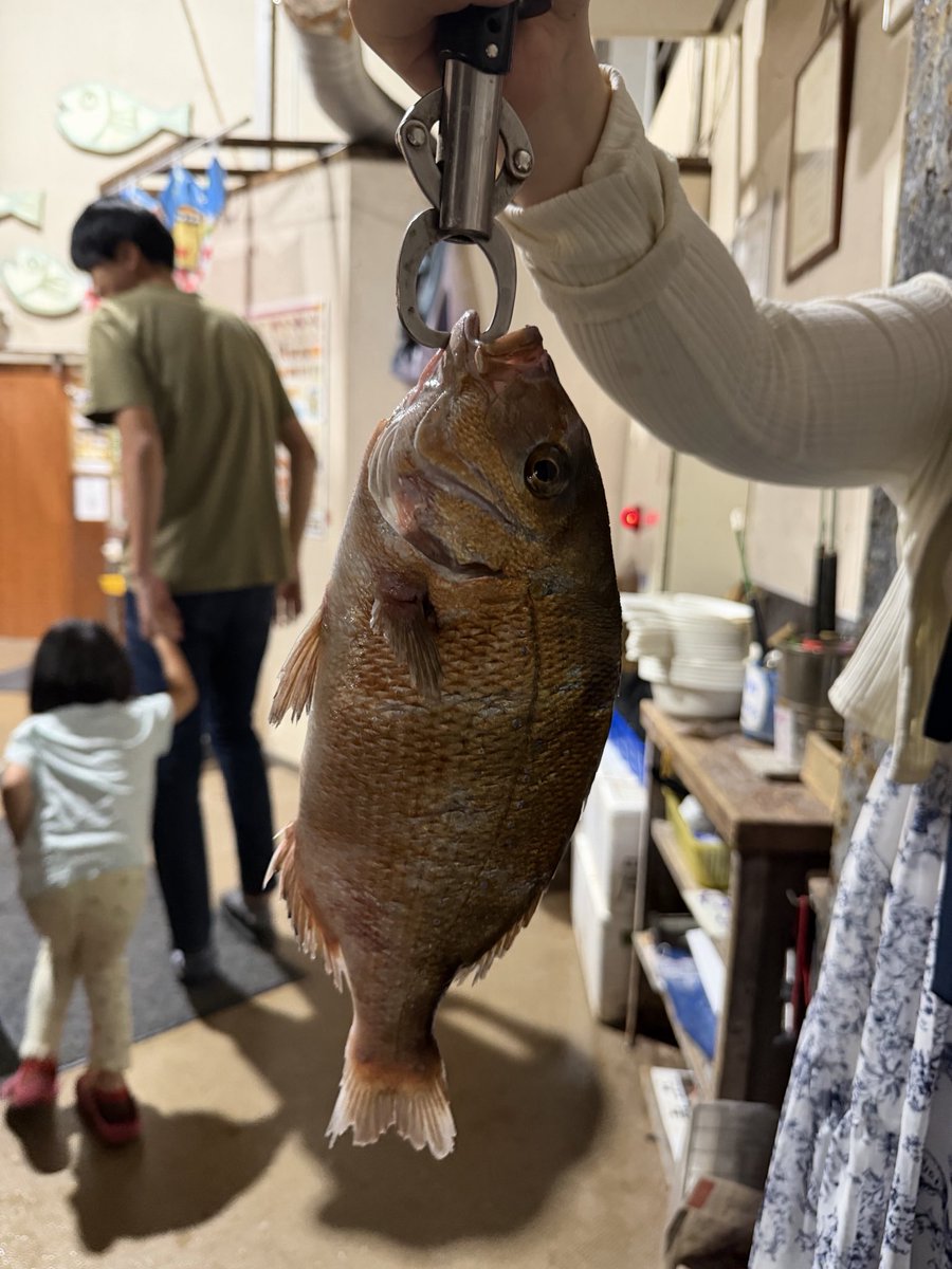 onayusama's tweet photo. ざうお行ってきたよ！鯛とアジ釣り上げた！！活き造り美味しかった！ https://t.co/aO23MAZyiR