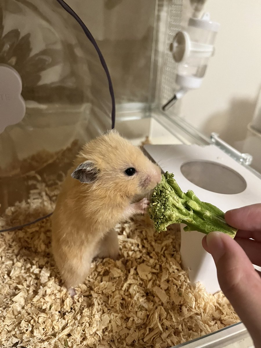 2024_08_24's tweet photo. 大好物のブロッコリー🥦✨
前は茹でたのあげたけど今回はフリーズドライに初挑戦して喜んでたから嬉しい〜 https://t.co/d41g0Wqyhe
