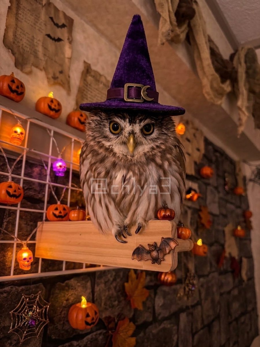 ch1ya3's tweet photo. あおちゃんの写真をハロウィン仕様にしてって頼んだら、部屋がとてもハロウィンになった…素敵🎃 https://t.co/spkKO2rSPL