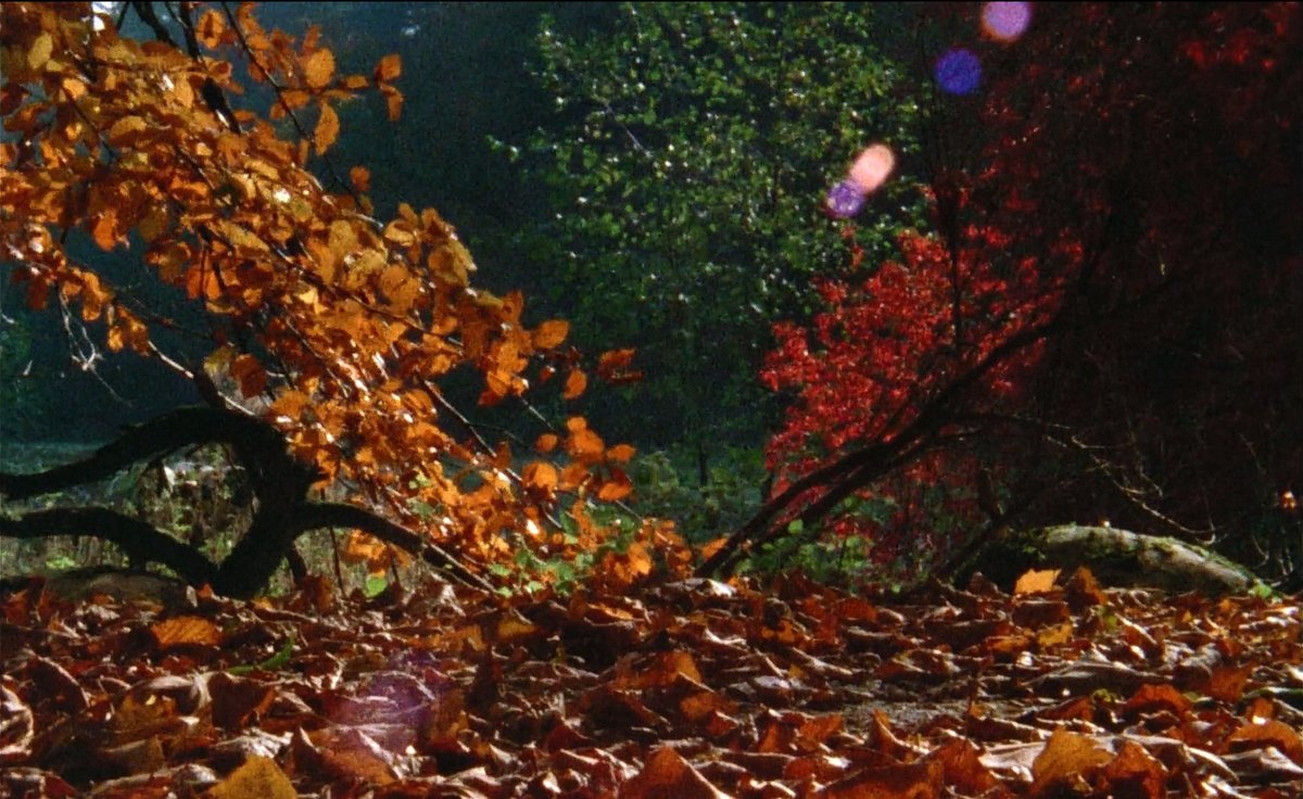 Metrograph's tweet photo. SANS SOLEIL (Chris Marker, 1983). 🍂 https://t.co/bH53YwQm86