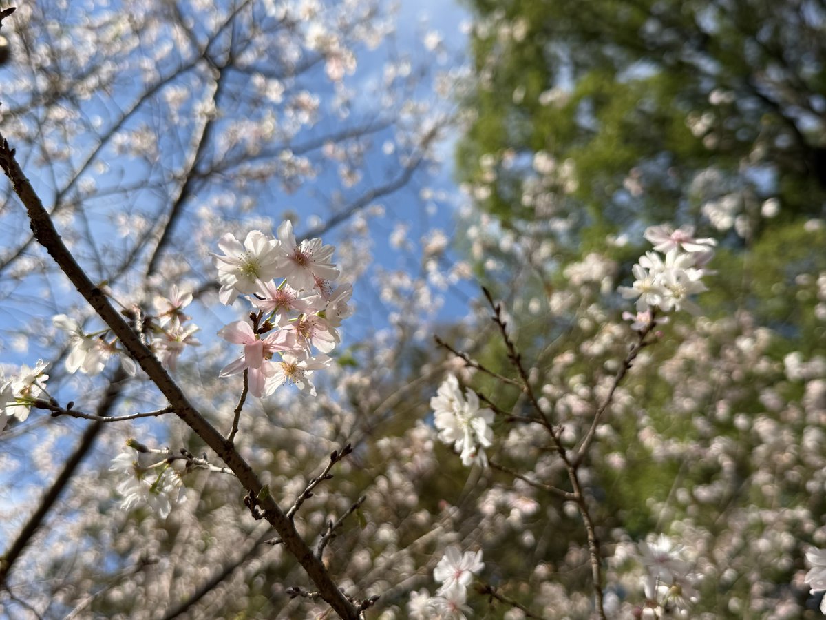 Yu_yu_05_'s tweet photo. 上野公園、10月なのに満開の桜🌸 https://t.co/FlozL7OAgZ