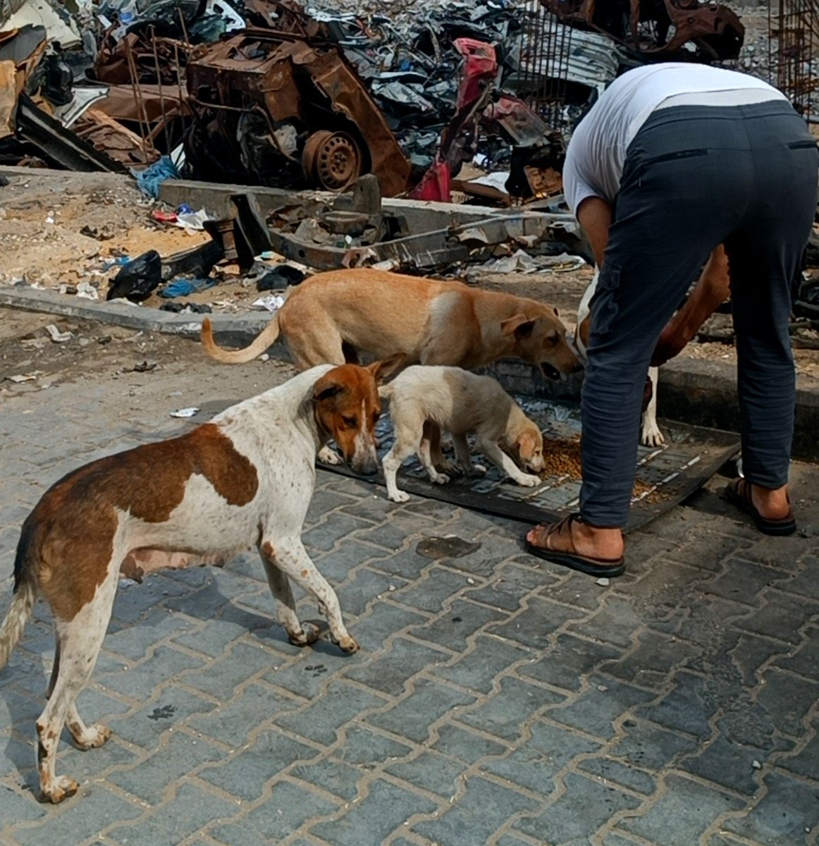 Hishamsousi's tweet photo. They are still coming to us every day, trusting that we will be there for them. 🐕❤️

But today, I need to share something difficult.

We have only enough food left for today and tomorrow. After that, we urgently need to secure a new supply to keep feeding all the dogs who depend on our care.

Behind every wagging tail, every familiar face at our gate, and every mother keeping her puppies close, there is a responsibility we cannot simply put aside.

We continue to do everything we can here in Gaza, providing food, clean water, and care. But right now, we cannot do it alone.

Please, if you are able, help us raise enough to buy the next supply of food. And if donating isn't possible, sharing this message could help it reach someone who can.

Two days of food remain. We need your help now to make sure there is food for the days that follow. ❤️🐾

https://t.co/htFQF5uKvF