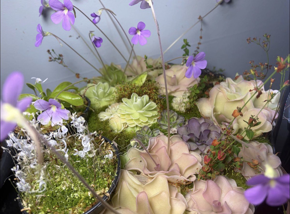 LedsomeGhost's tweet photo. I’ve also got Aton of butterworts I can sell 🥰 best to do it before it gets tooo too cold ! 
If anyone feels like just helping however they can ! boosting post / retweeting . Giving me someone to talk to . I’m so grateful for you all 🫂

https://t.co/QRI71MHxij https://t.co/HN4KI8939b