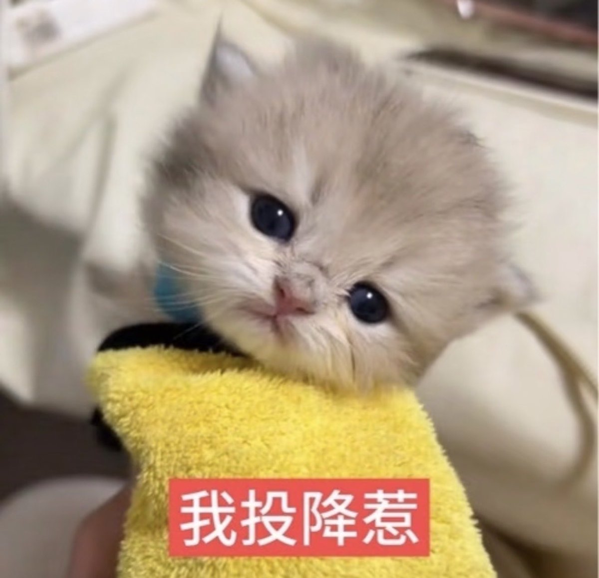 BanasikTanja's tweet photo. 不在依赖哥哥算长大吗？算哥哥没用呀！
这话就是很带劲呀😋 https://t.co/zzL5zsIhzk