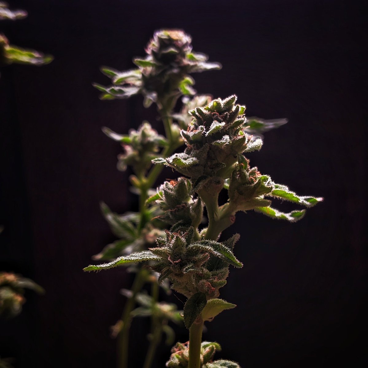 Flowery420's tweet photo. Dia 44
Super Lemon Haze 🍋🍋‍🟩 
Seed Bank 🇧🇷: https://t.co/sr1HeWsITH

#growyourown
#cannabisculture
#cannabiscommunity
#grower
#outdoor 
#marijuana https://t.co/7wZ9BrnqNS