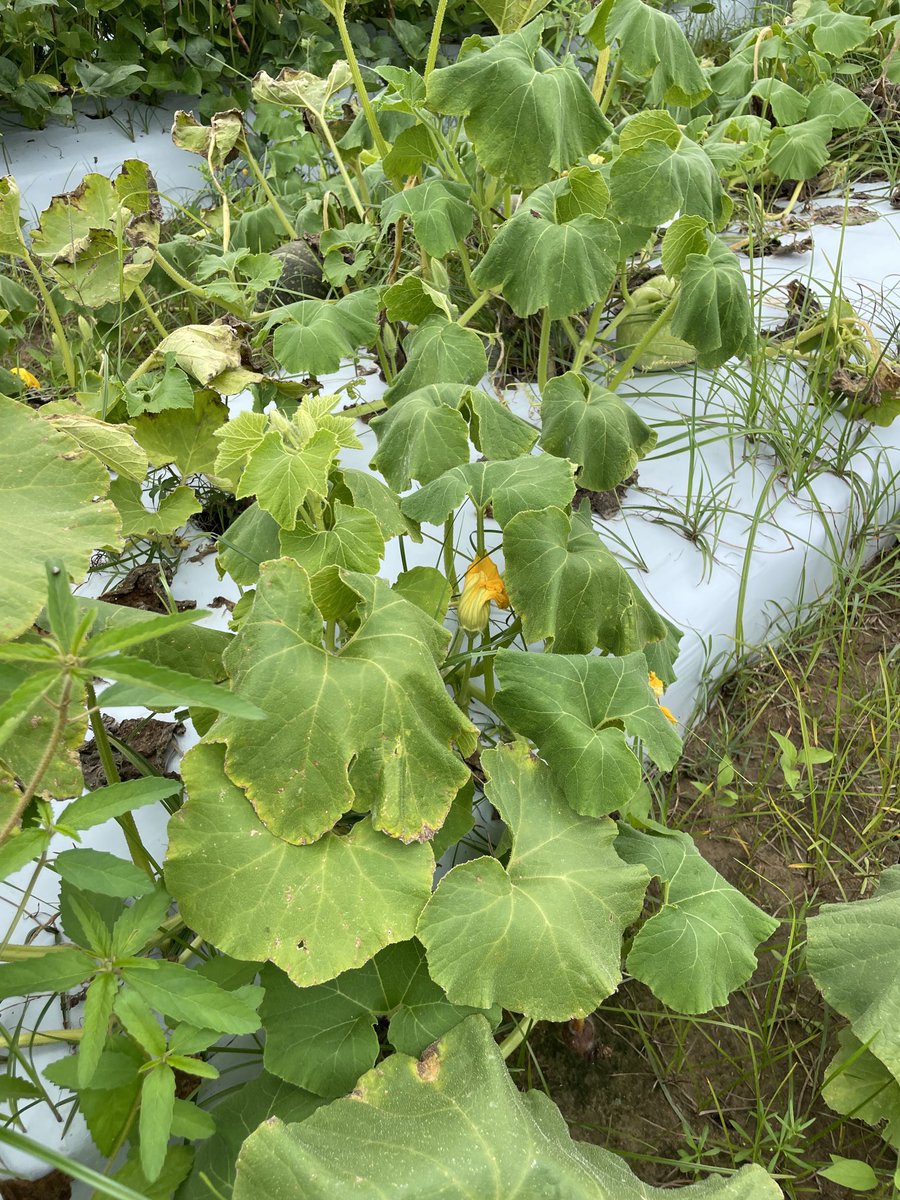alabamaED's tweet photo. NEMATODE MONDAY: Southern Root-knot nematode (Meloidogyne incognita) on Kabocha (winter-type squash). Note the wilted leaves on vines of infected plants and the large “galled” roots. The nematode disrupts normal root function causing wilting, yellowing & stunted plants #Nematode https://t.co/REVRHmsiLN