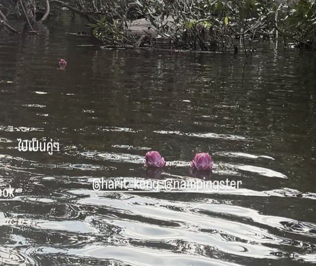 inthiraknp's tweet photo. ขนาดดอกบัวยังลอยไปเป็นคู่

꒰ #KengNamping #เก่งน้ำปิง ꒱ ⋆˙ https://t.co/eEiIbubk2U