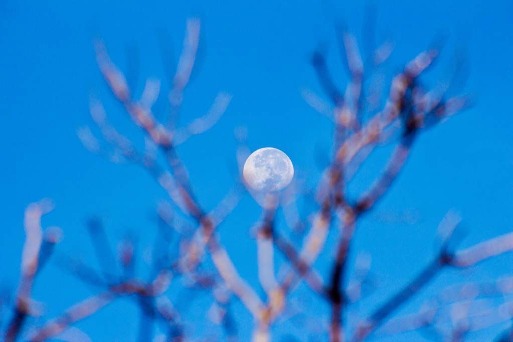 Chaino's tweet photo. Árbol de lunas https://t.co/UOlo3caSeg