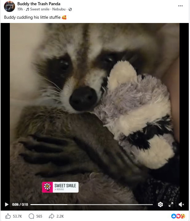 PetalSoI's tweet photo. A disabled rescue raccoon named Buddy is going GIGA viral today because his best friend is a raccoon PLUSHIE,

Buddy just got rescued and he has gotten over 1 MILLION views in 19hrs on Facebook,

His companion to keep him calm is a little raccoon plushie that he keeps by his side 24/7

I have reached out to the owner of Buddy they are eager for donations and want to make a Solana wallet which I am helping them with.

Donating 100% of fees to Buddy once the owner creates a wallet.
I devved $Normie and Pepper this week, not keeping fees.

Link to Buddy's Facebook: https://t.co/Wq06xm5Wu7

Viral video Today: https://t.co/KygkQ7rWge