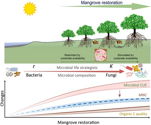 JPlantEcol's tweet photo. Xingyun Huang et al. investigated the effects of mangrove restoration on microbial #carbonuseefficiency in a typical restored #mangrove wetland and further explored its connection to #microbialnecromass carbon content.
#microbiallifestrategist
https://t.co/cXEpEzMvnj https://t.co/Q2dTln1VKr