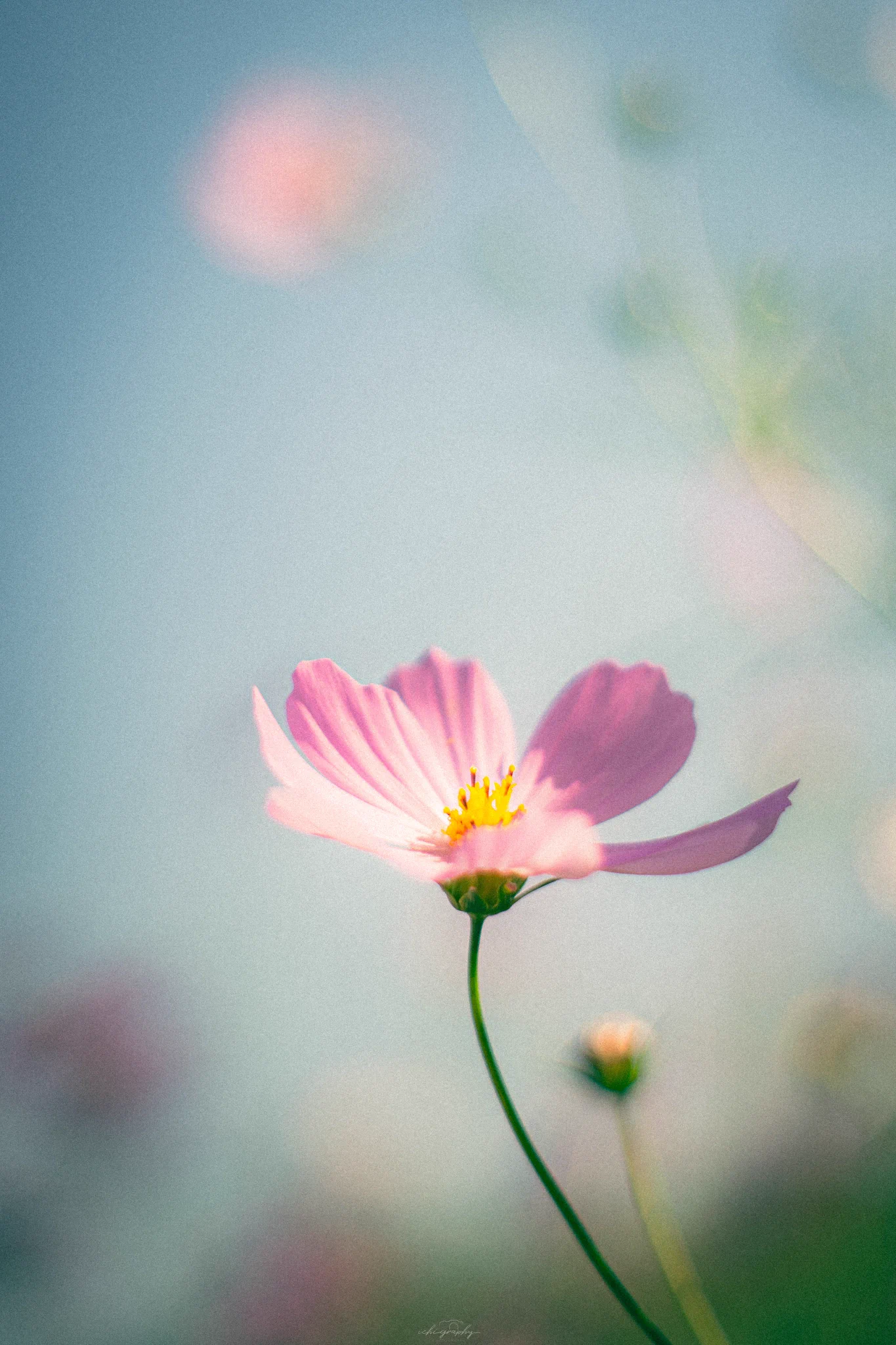ichi_graphy on X: 