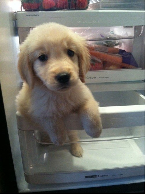 cutestpuppyy's tweet photo. https://t.co/25BE6yV37w