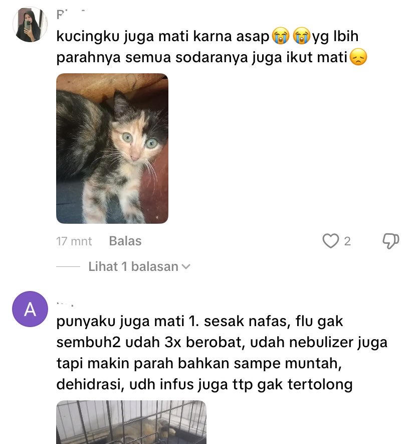 itszweedy's tweet photo. IH adek kasian banget, sampe batuk dan sesak nafas gini 🥺

Padahal mereka ini kucing indoor dan dirawat, gimana sama keadaan kucing dan hewan lain diluaran sana yang ga punya tempat tinggal. Dan pas liat komentar ternyata udah banyak kucing peliharaan yang mati gara gara sesak 🥺
