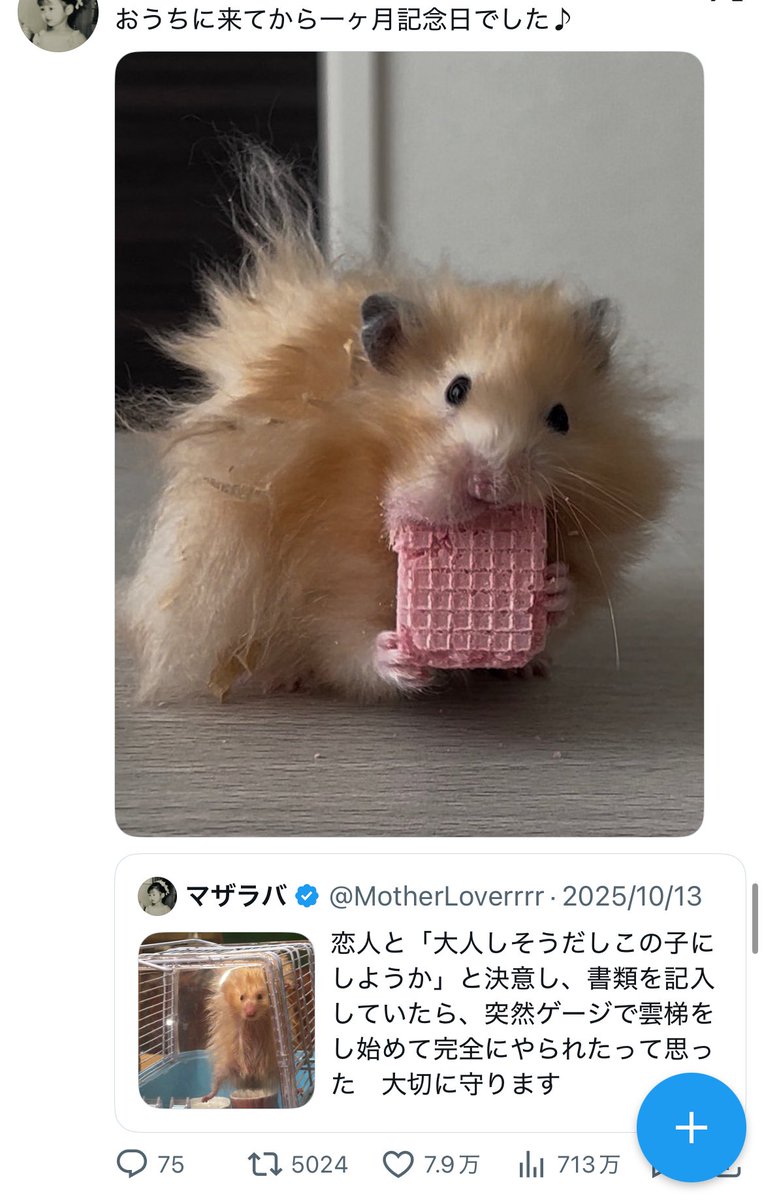 MotherLoverrrr's tweet photo. 飼っているハムスターが我が家に住み始めて一年記念日なので、どうか盛大に祝って欲しい https://t.co/YJs0x9yH3J